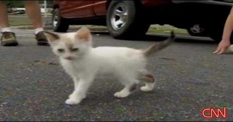 Someone Thrown Tiny Kittens Out Of Car Window. But, That`s not the End Of This Case...