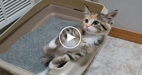 Tiny Kitty Using The Litter Box For The Very First Time, Makes Something Hilarious