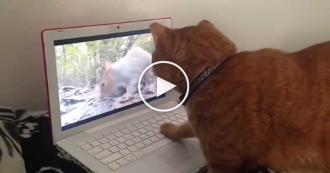 Curious Cat Shocked After Watching Squirrel On Video. Hilarious Reaction!