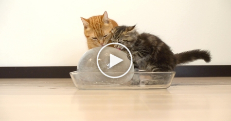 You Have To See What Happens When Cats Noticed An Ice Ball