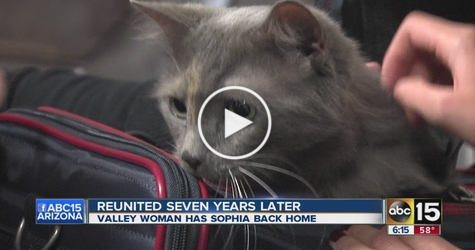 Cat Missing for 7 Years Reunited With Her Humans. Breathtaking Story
