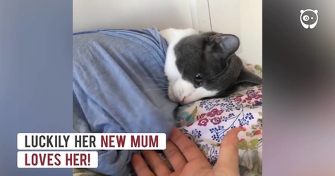 Hyperactive Cat Rejected By 5 Former Owners Finally Meets Her Forever Human