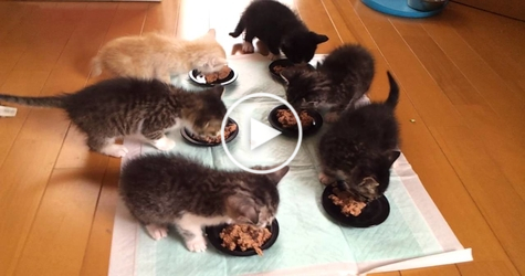 6 Hungry Kittens Enjoying Their Lunch Time. So Cute To Watch