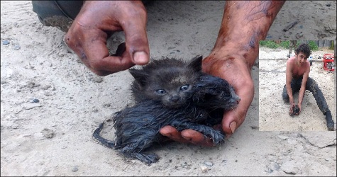 Young Man Rescued Kittens From Oil Spill