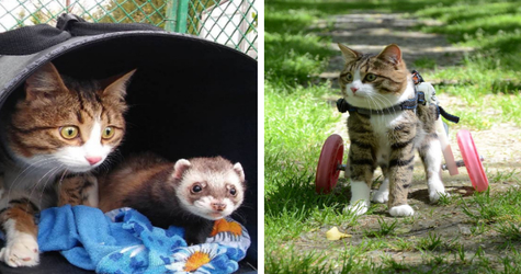 Cat In Wheelchair Make Best Friends With a Tiny Ferret