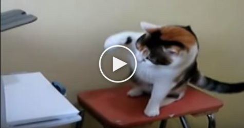 Angry Cat Fights Printer. LOL. You Have To See..