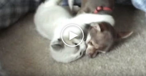 Lovely Kitty Loves To Play With Her Puppy Friend