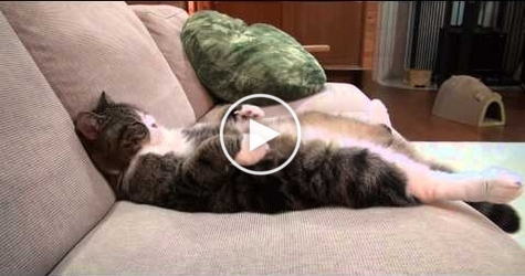 This Cat Sleeps In The Funniest Way Ever. LOL. Hilarious