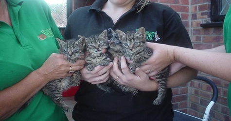 Police Open Investigation After 5 Kittens And Their Mom Was Thrown At Moving Train