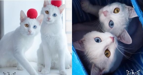 You Have To See The Most Adorable Twin Cats In The World