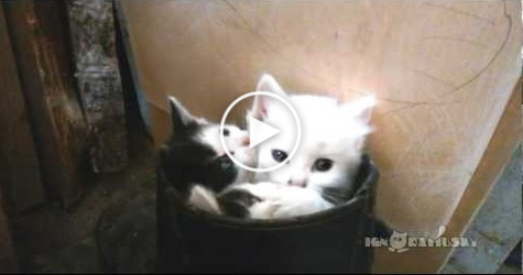 These Tiny Kitties Perfectly Fit In One Boot