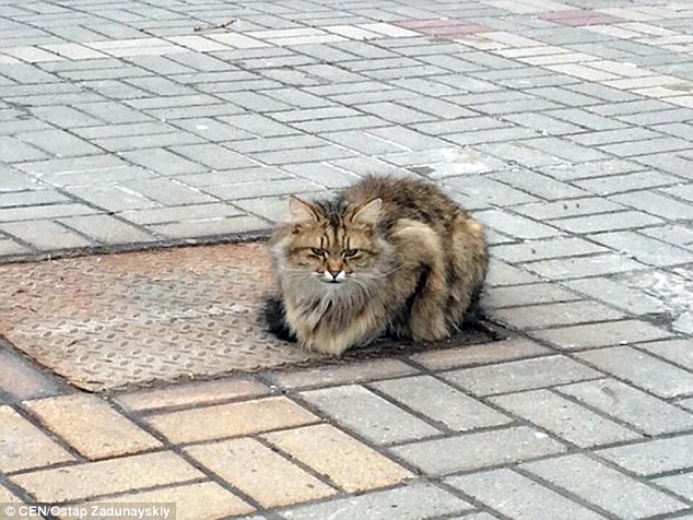Abandoned Poor Cat Sat On the Same Place For Over A Year Waiting For His Humans To Return