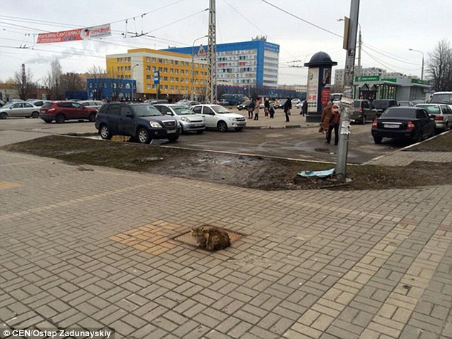 Abandoned Poor Cat Sat On the Same Place For Over A Year Waiting For His Humans To Return