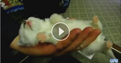 Tiny Kitties Sleeping In Hands Will Melt Your Heart