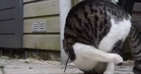 You Have to See This Somersaulting Cat. Incredible Cat !