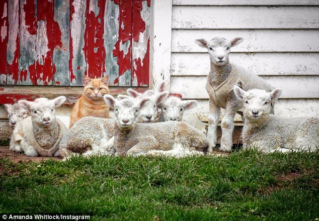 This Cat Called Steve Thinks He`s A Lamb
