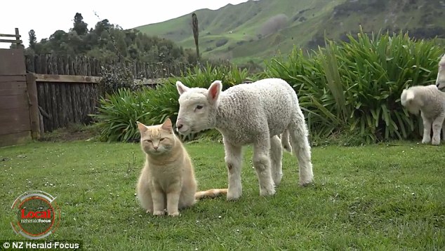 This Cat Called Steve Thinks He`s A Lamb