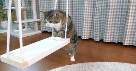 Maru The Cat Investigating the Swing For The First Time