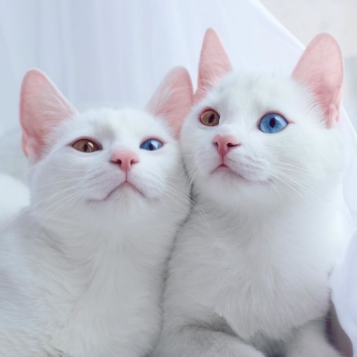 twin-cats-2