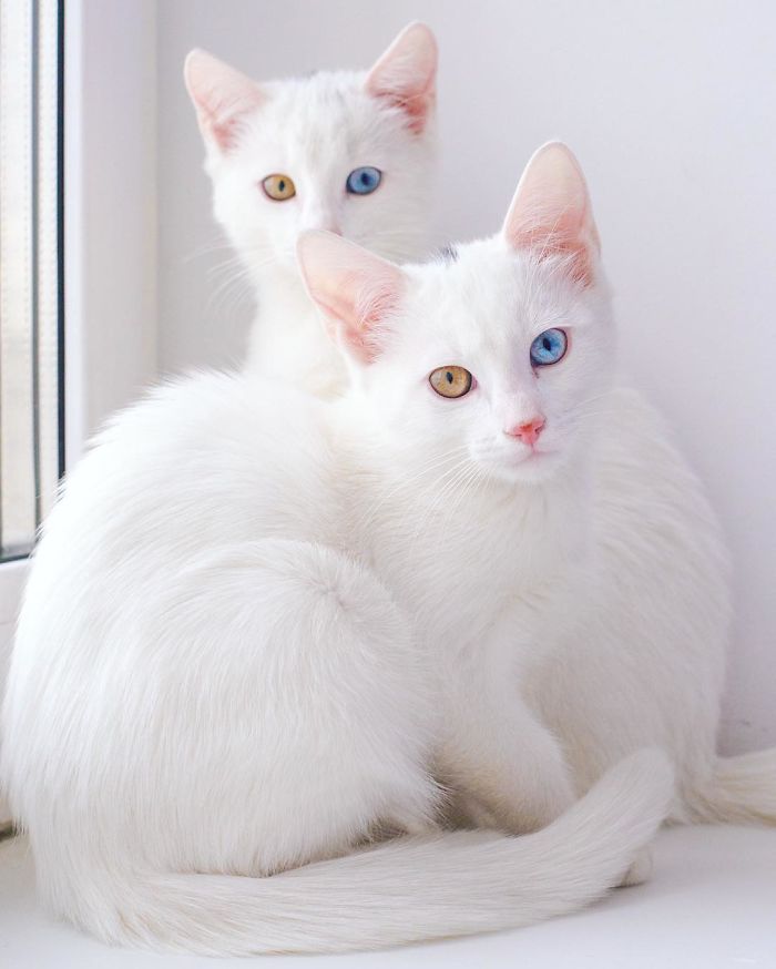 twin-cats-3