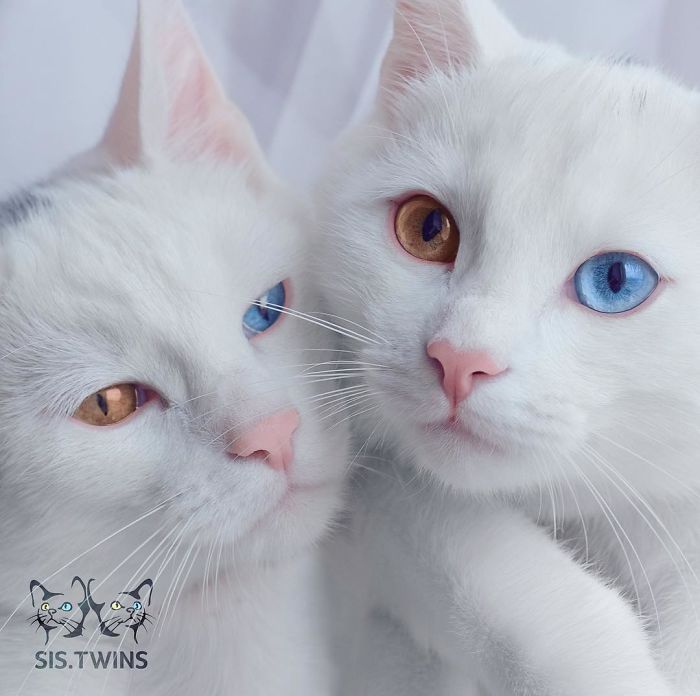 twin-cats-7