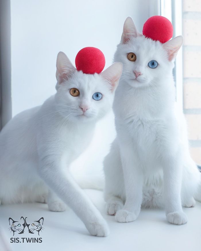 twin-cats-9