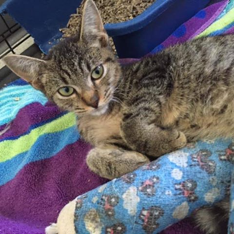 Cute Kitty Injured During Hurricane Matthew Begging for a New Forever Home