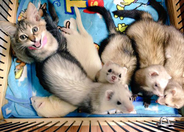 kitten and ferrets
