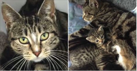 A Mom Cat Snuck Into a Vet Clinic To Be With Her Abandoned Kitties