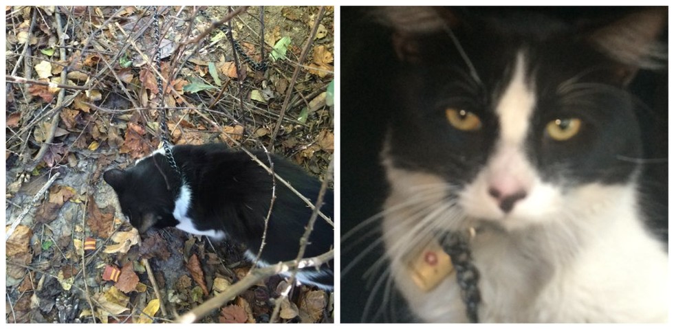 Cat Brutally Chained and Padlocked Abandoned In The Woods!
