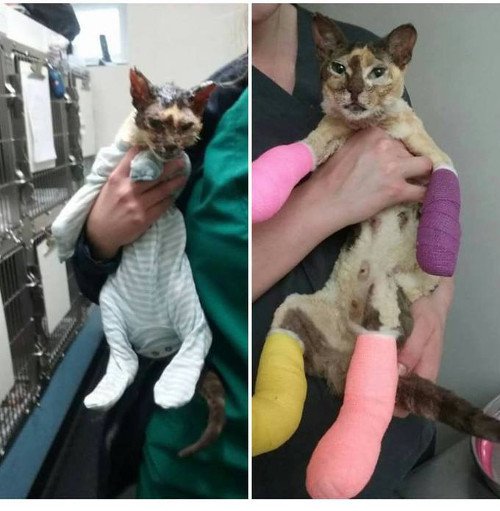 Brave Mom Cat Who Got Terrible Burns Trying To Save Her Kitties Gets Rescued