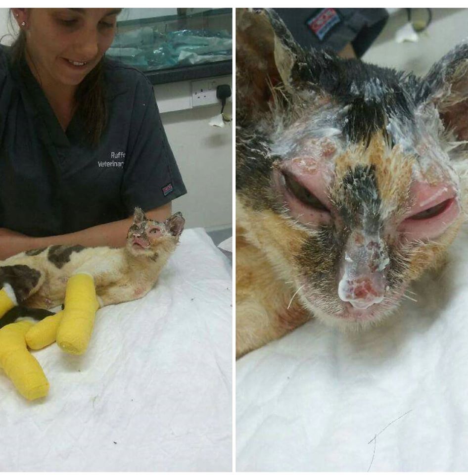 Brave Mom Cat Who Got Terrible Burns Trying To Save Her Kitties Gets Rescued