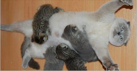 Don`t Miss These Pictures of Family Cats