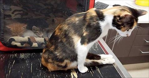 Cat Left Paralyzed By Evil Man Drags Herself To The Place She Left Her Babies