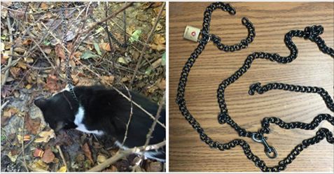 Cat Brutally Chained and Padlocked Abandoned In The Woods!