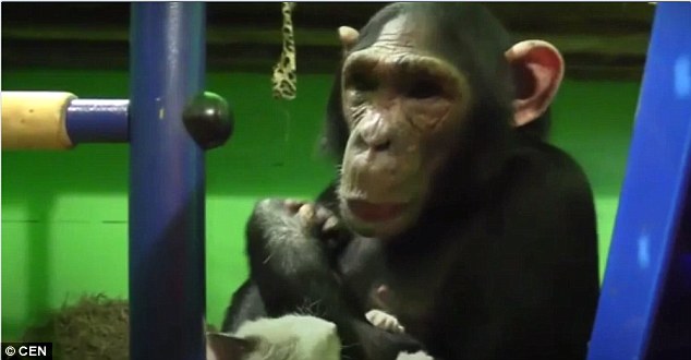 Chimpanzee Adopts " Ugly" Kitten, Rejected By Zoo Employees 