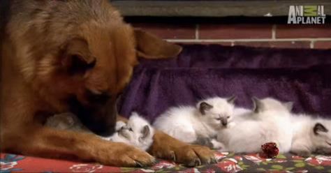 What Happens When German Shepherd and Tiny Kittens See Each Other For the First Time Is Really Amazing
