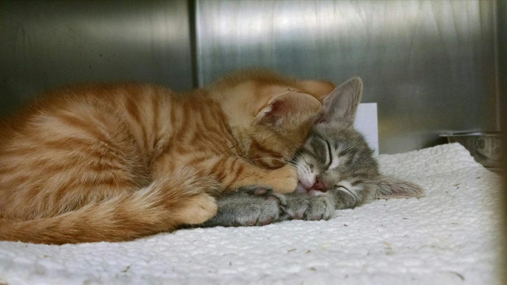 This Picture of Shelter Kitties Hugging Each Other Will Melt Your Heart