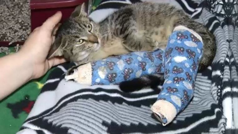 Cute Kitty Injured During Hurricane Matthew Begging for a New Forever Home