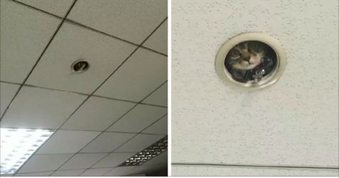 Priceless Moment Office Staff Noticed They’re Being Spied On By A Cutest Kitten