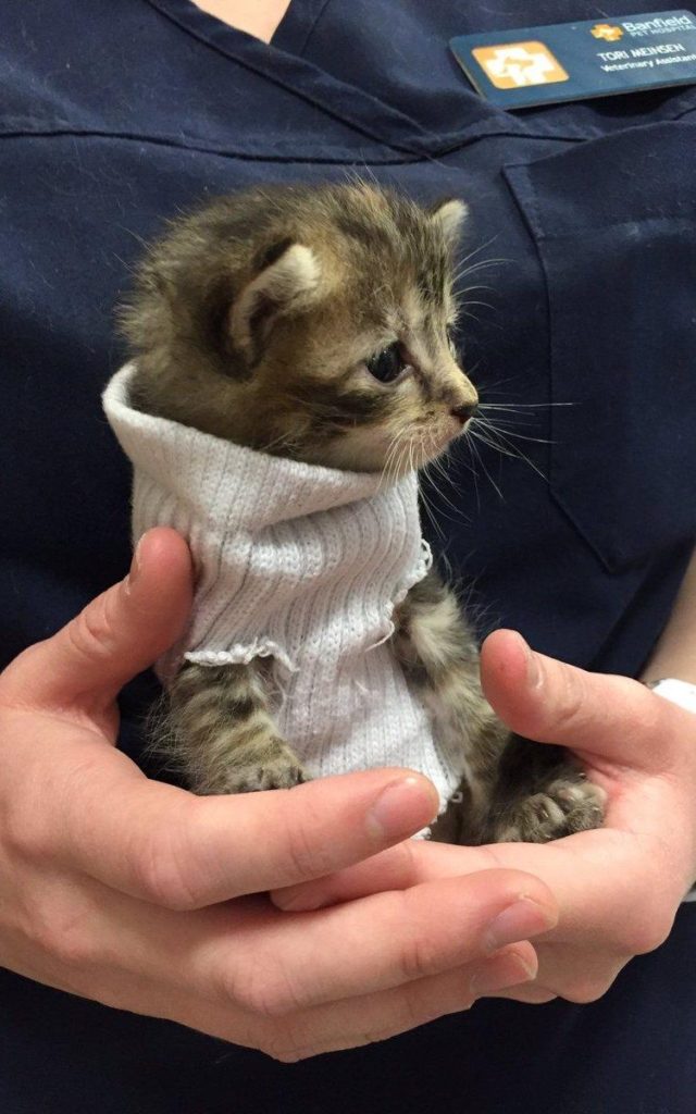 Kitten Saved From Hurricane Matthew Gets Tiny Jumper Made Of Sock