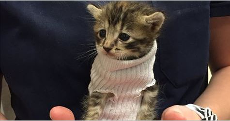 Kitten Saved From Hurricane Matthew Gets Tiny Jumper Made Of Sock