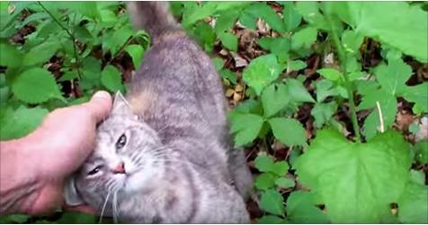 What This Man Found In The Woods Is Really Amazing - A Lost Cat Is Now Rescued
