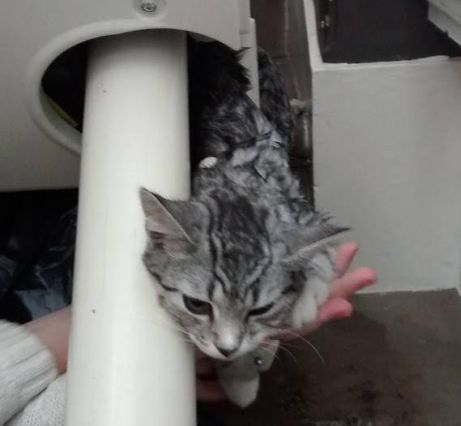 Kitten Rescued After Getting Trapped  In Stair Lift