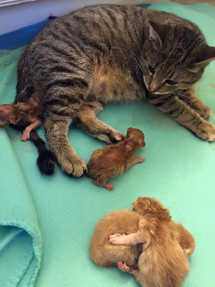 Tabby Cat Saved From Freezing Surprises Rescuers With 6 Wonderful Kittens