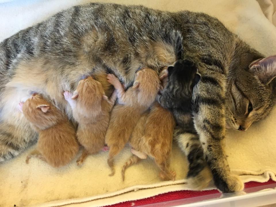 Tabby Cat Saved From Freezing Surprises Rescuers With 6 Wonderful Kittens