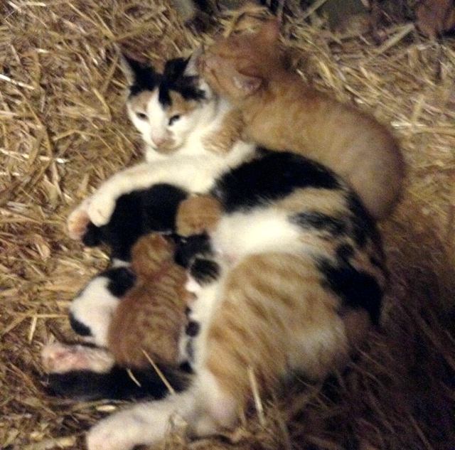mama-cat-adopts-big-kitten-1