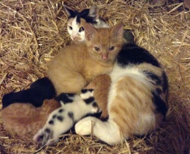 mama-cat-adopts-big-kitten-2