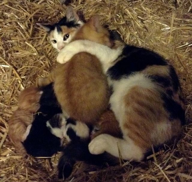 mama-cat-adopts-big-kitten-4