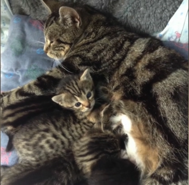 A Mom Cat Snuck Into a Vet Clinic To Be With Her Abandoned Kitties